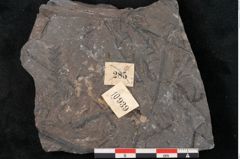 Foto (Detailansicht) von Senftenbergia crenata Lindl. et H. (NHMW-GEO-2024-0188-10939)